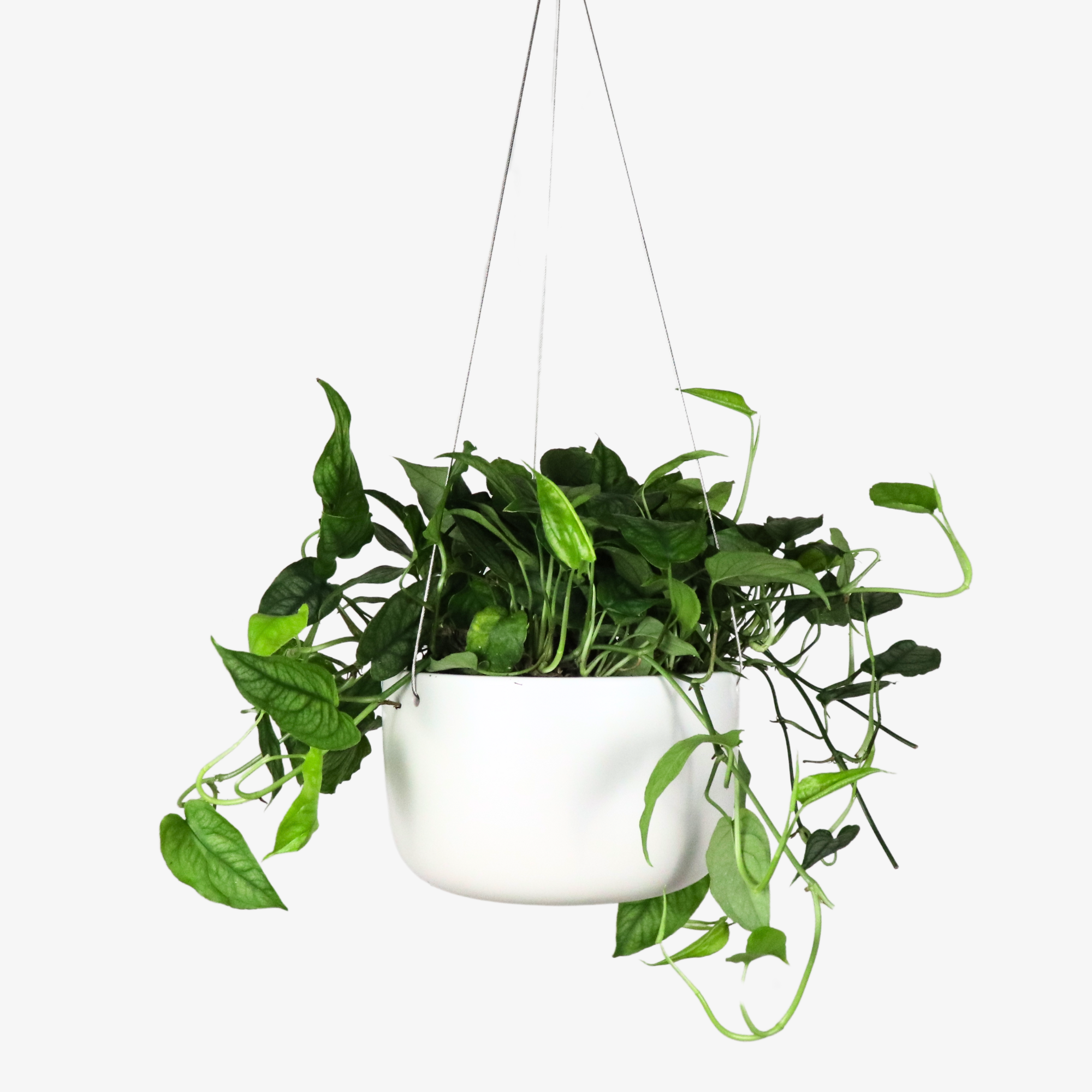 ceramic hanging pots for plants Ceramic Hanging Planter, Cylinder – Matte Goods