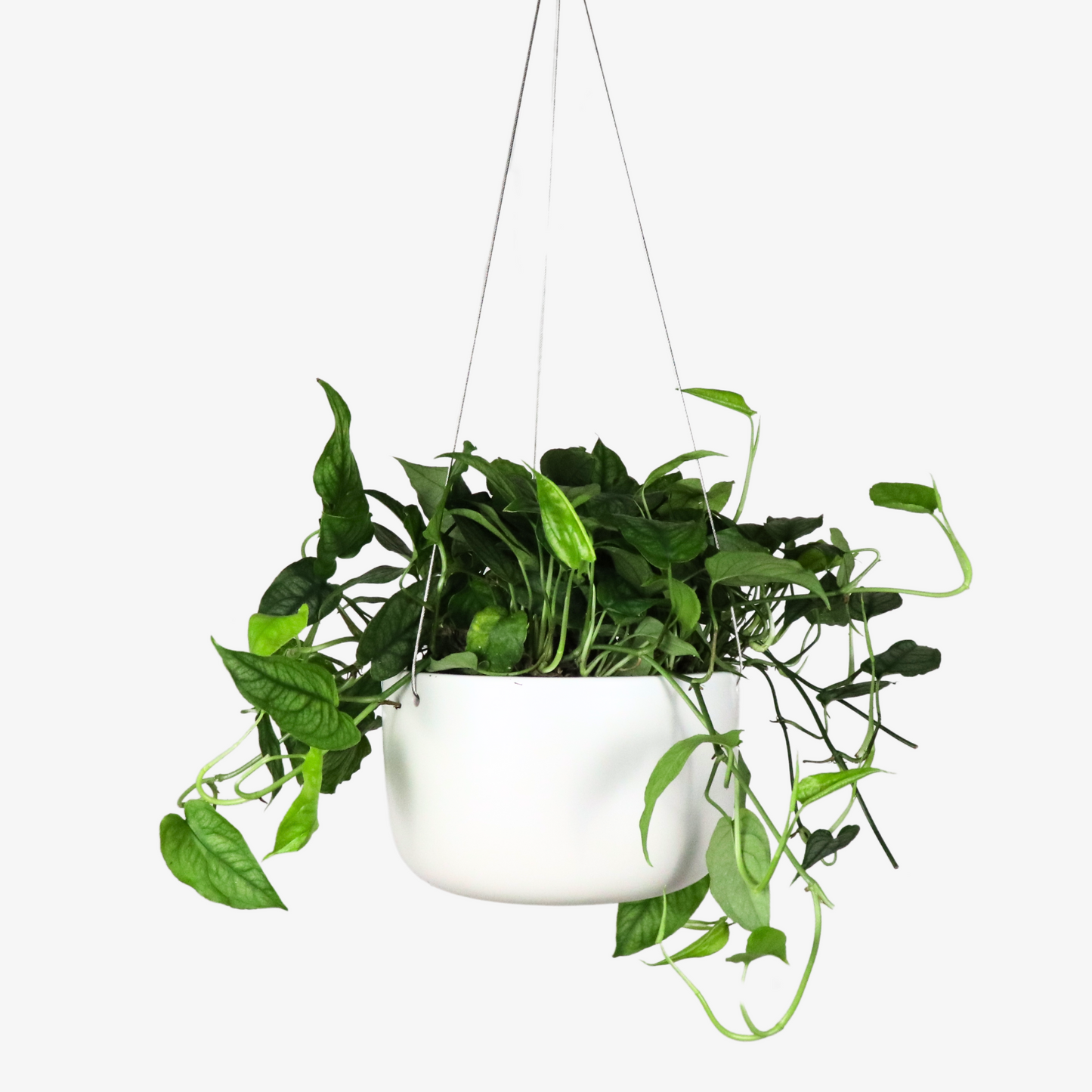 Ceramic Hanging Planter, Cylinder