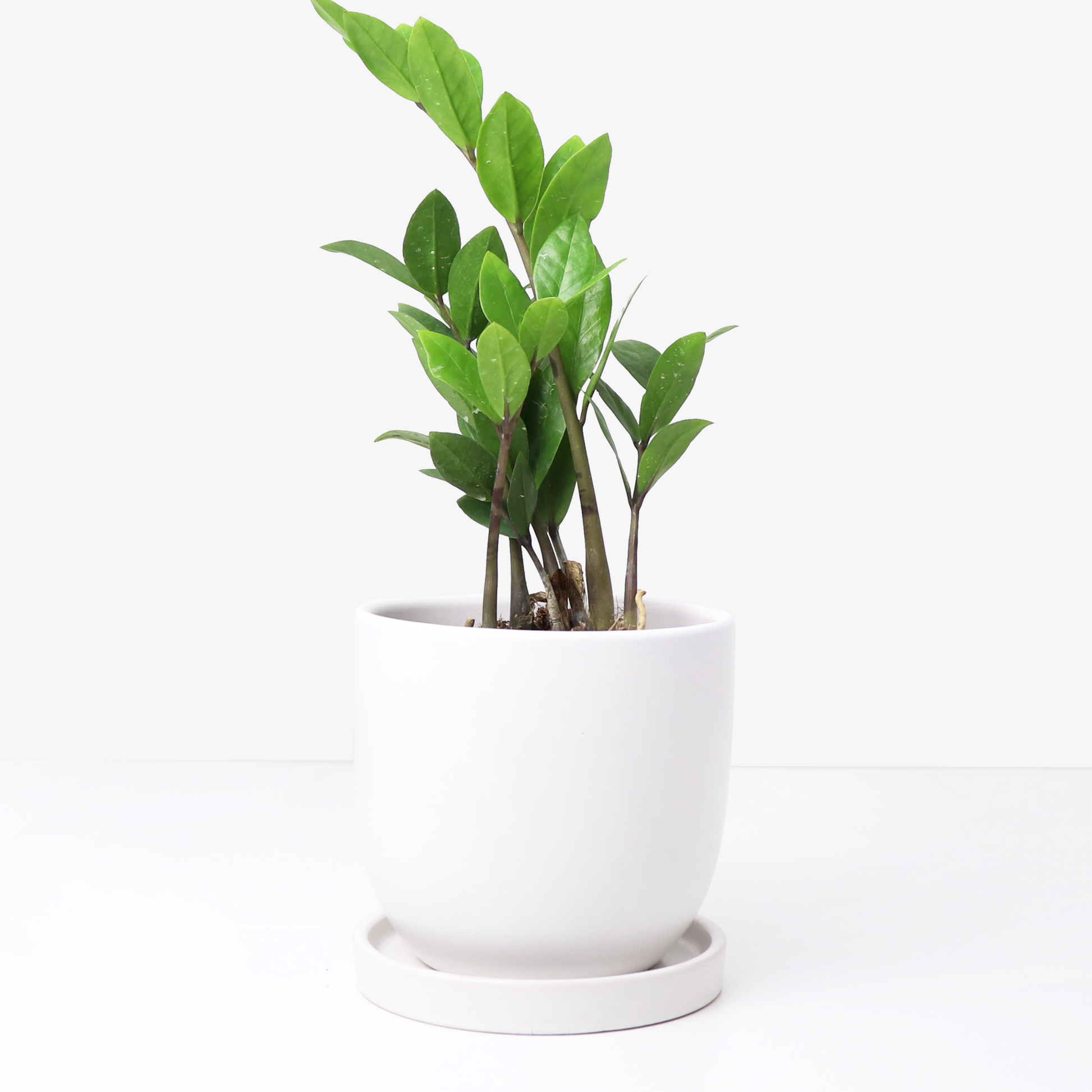 15 inch ceramic plant saucer Ceramic Saucer, Round – Matte Goods